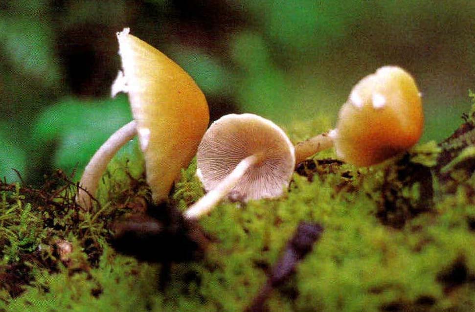 Psathyrella candolleana (Fr.) Smith